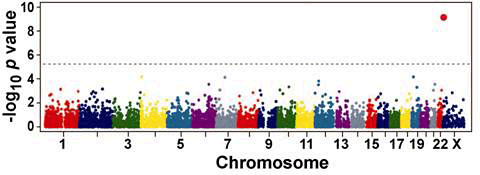Figure 1: Sequence variation associated with elevated liver triglyceride content...